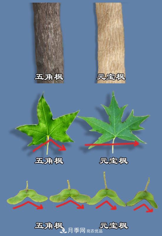 只用一张图片，让你马上分清五角枫和元宝枫的区别(图1)