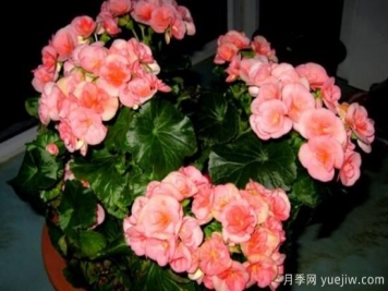 海棠花Zui具特色的6个品种