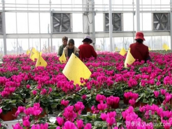 扬州高邮：每天发货30万株，花工厂绽放乡村振兴致富花