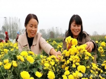农民种植菊花，既能欣赏也能致富发家