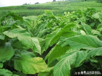 方城柳河：推进烟叶种植，致力乡村发展