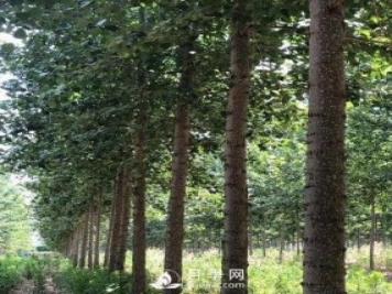 河南周口：培育出不飞絮的杨树新品种