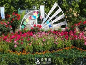 郑州市2015年第二十一届月季花展景观