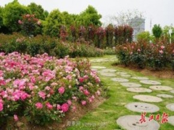 武汉满街月季开放，近百座公园进入盛花期