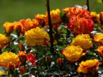 安阳市滑县森林公园月季花开放，赏花打卡正当时