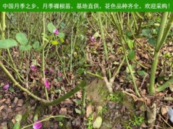 上海龙凤419：月季裸根苗的选购、栽植、肥水、养护技术大全
