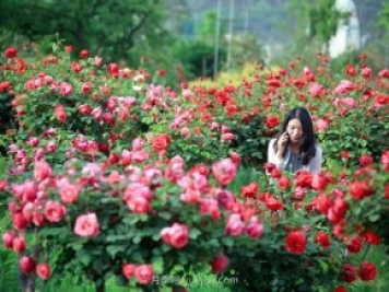 花卉旅游，“花为媒”带动“美丽经济”升级