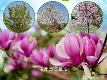 南阳玉兰基地：紫玉兰的园林用途和功效作用