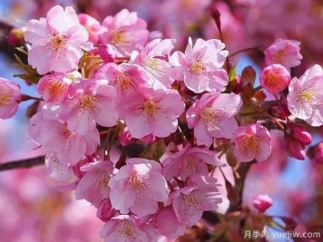 园林绿化中常见的樱花品种主要有哪些？