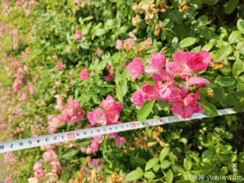 安吉拉月季盆栽苗，60厘米高基地发货