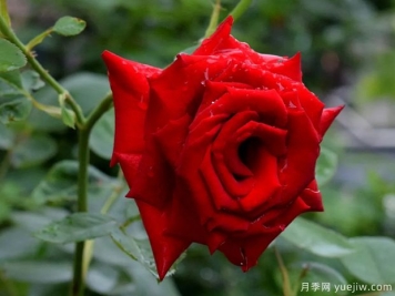 2023年情人节十大玫瑰品种销量榜，卡罗拉位居首位
