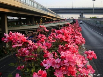 30万株新品种，杭州高架月季会带来什么样的惊喜？
