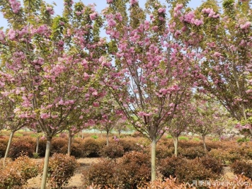 樱花树几年可以开花？日本晚樱开花的观赏价值