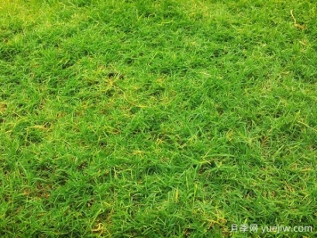 夏季铺草坪发黄干枯，如何提高草皮铺植成活率？