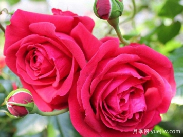 大家都知道玫瑰花可以食用，那么月季花可不可以食用呢？