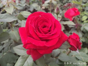 原产中国的玫瑰花(月季花)，是如何成为美国国花的？