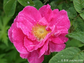 法国蔷薇月季/高卢红/药剂师玫瑰。