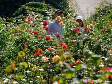 南宁花卉公园3万株月季入盛花期，市民闻香而来