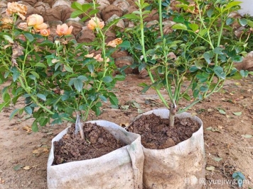 盆栽月季多年不换盆，3个办法也能保持生长旺盛