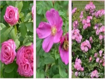 轻松区分月季、玫瑰和蔷薇ROSE三姐妹，不再迷茫于爱情花海