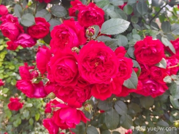 6款红色系的藤本月季品种，适合打造网红花墙
