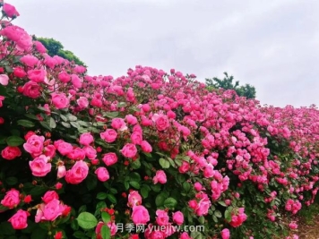 上海放鹤谷无门票，30万朵200多种月季开成了花海