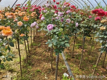 中国十大花卉集散地总结