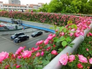 四月盛放的月季时间，湖北宜昌给你的专属浪漫花园