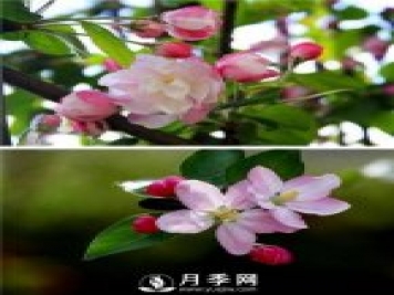 海棠花，与牡丹、兰花、梅花并称为“中国春花四绝”