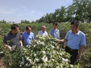 唐河唐栀子，地标农产品成农民增收致富的朝阳产业
