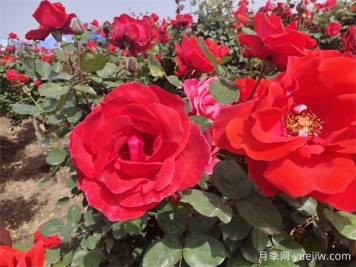 月季、玫瑰、蔷薇分别是什么？如何区别？