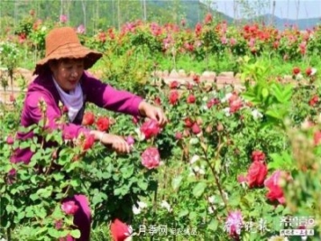 山东淄博沂源60亩月季花竞放，美丽产业助推特色乡村旅游