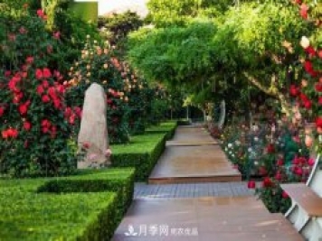 秦皇岛适合养月季花，市花和市树是什么
