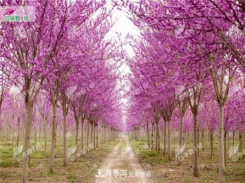 四季春1号，河南鄢陵巨紫荆树为北方城市添彩