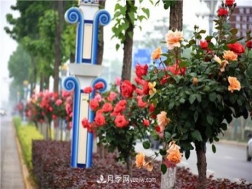 河北北京天津树状月季成风景线，四季应该怎么养护？