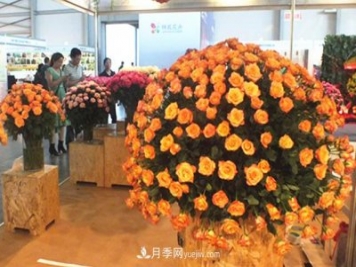 2020年云南“10大名花”千万元奖励，多个月季种苗获奖
