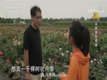 央视《田间示范秀》播出南阳月季种植故事《花田里的烦恼》