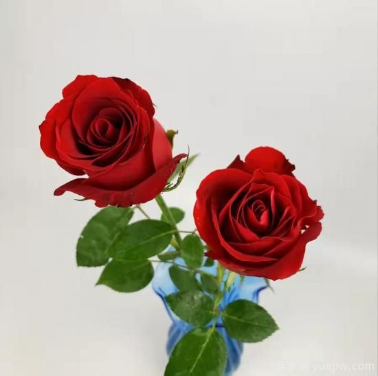 红色切花月季经典主流，推荐十种经典常见的红玫瑰(图1)