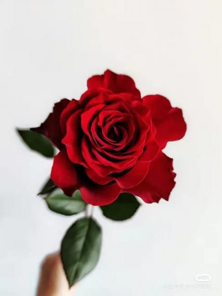 红色切花月季经典主流，推荐十种经典常见的红玫瑰(图3)